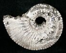 Pyritized Kosmoceras Ammonite Fossil #15705-1
